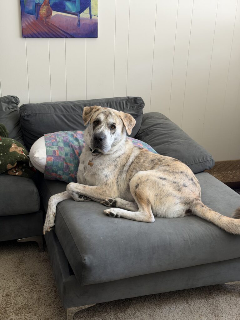 Tan and white brindle dog laying on a couch.