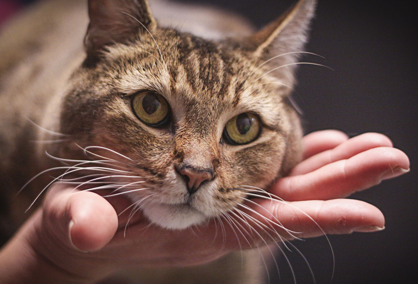 Image of a brown cat resting its head on a person's hand