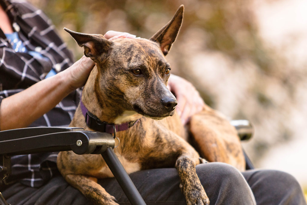 dog sitting on person's lap