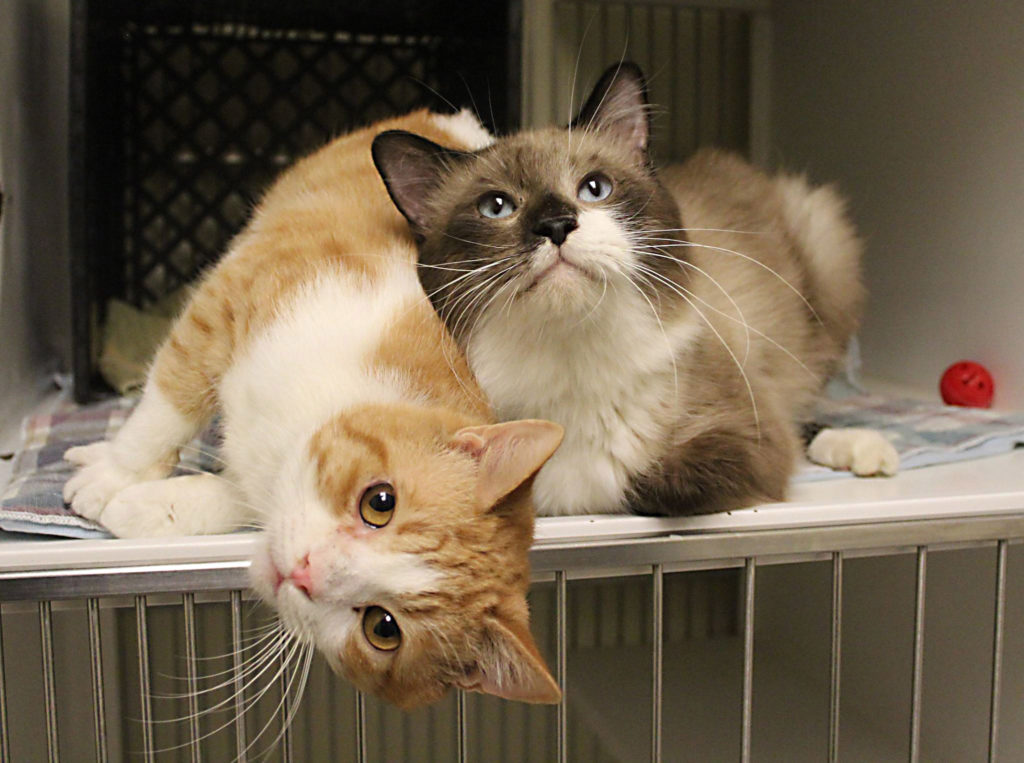 Two cats side-by-side