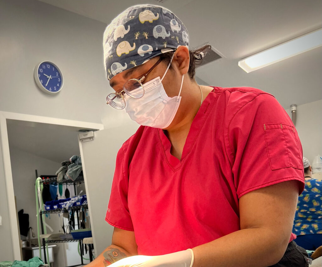 Photo of veterinarian performing medical procedure